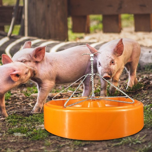 Pig trough waterer - pig,