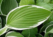 Hosta 'Francee'