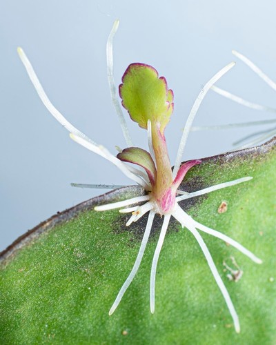 Kalanchoe pinnata miracle - miracle, leaf