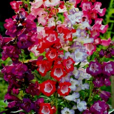10 x Plug Plants Penstemon