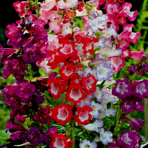 Plug plants penstemon - 4,