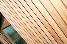 NEW - Siberian Larch