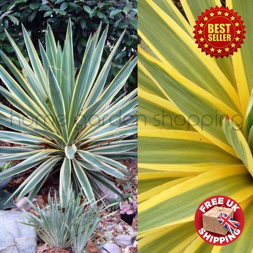 Yucca gloriosa variegata - yucca,