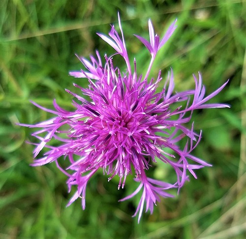 Centaurea scabiosa greater - centaurea, scabiosa|