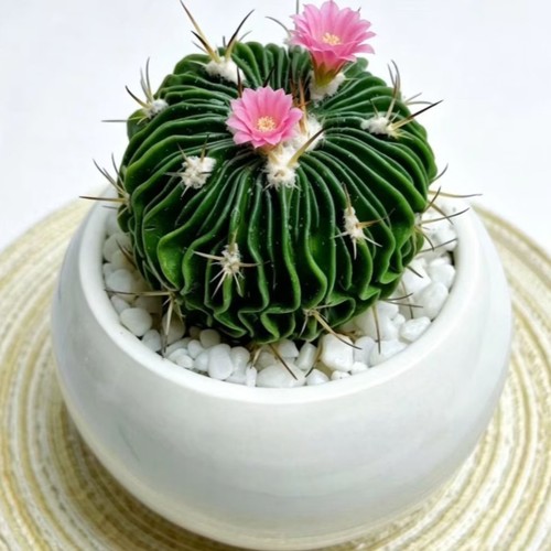 Stenocactus multicostatus - stenocactus,