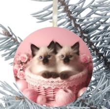 Ragdoll Cat Kitten Hanging