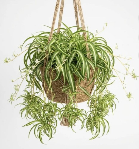 Chlorophytum comosum - 🪴chlorophytum,