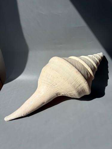 Rare large old - old, australian
