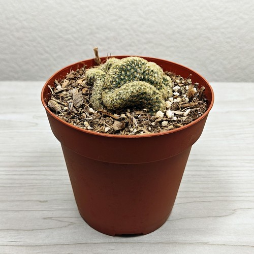 Cactus mammillaria elongata - cactus,