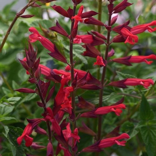 Salvia hybrida roman red - hybrida, 'roman