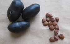 20 Perfume Ylang-ylang tree Fresh seeds handpicked Daily Fast Shipping