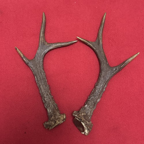 Pair roe deer antlers - deer,