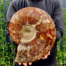 8.4LB Large of natural color conch fossils from Madagascar