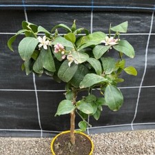 Citrus Lemon Meyer Standard