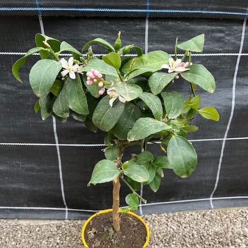 Citrus lemon meyer standard - citrus,