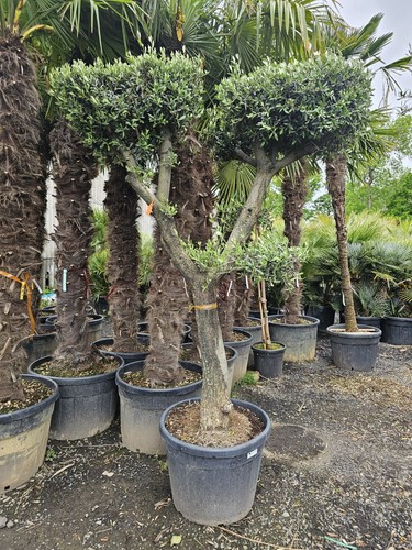 9ft olive tree cloud - 1,
