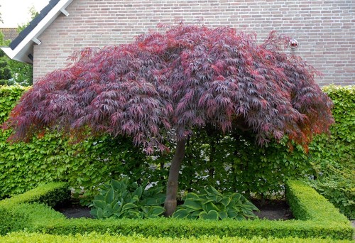 Acer palmatum dissectum garnet - palmatum,
