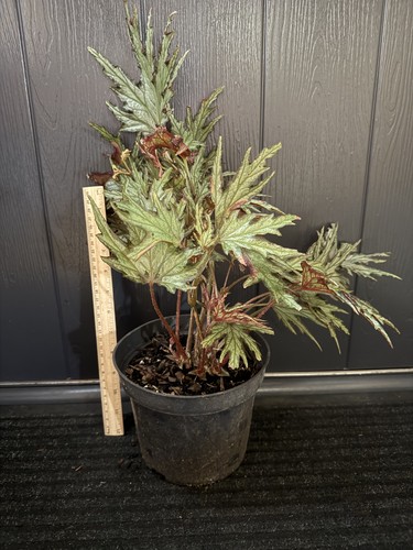 Begonia sikkimensis u614 - sikkimensis,
