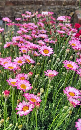 Leucanthemum marrakech - leucanthemum, 'marrakech'