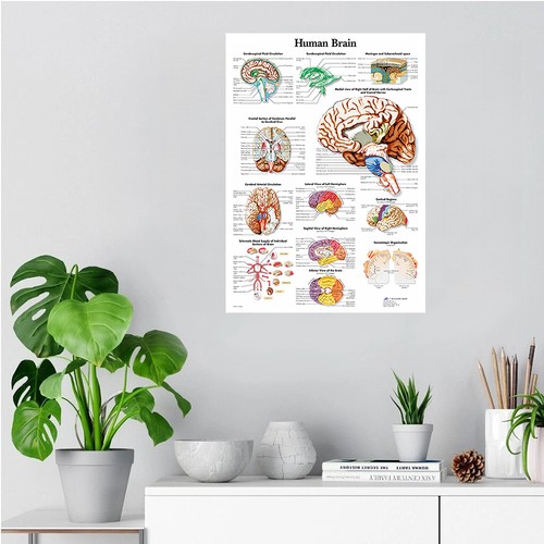 Brain anatomy diagram - brain,