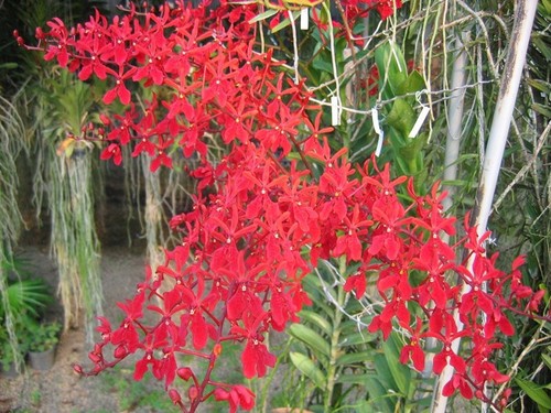 Rare renanthera akihito - renanthera, x