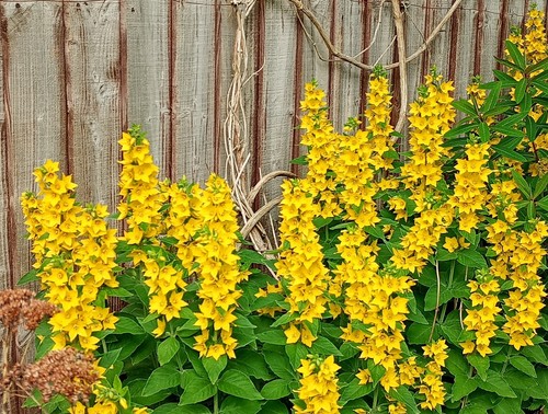 Yellow loosestrife - 3,