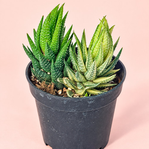Variegated haworthia succulent - variegated,