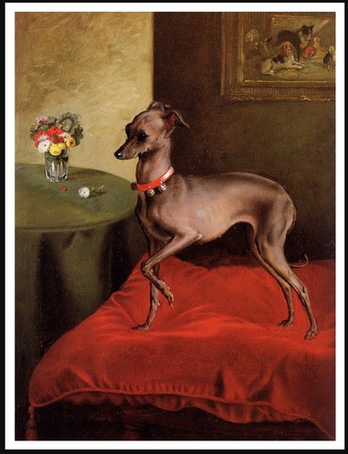 Italian greyhound lovely - lovely, dog