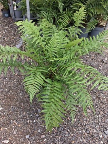 Tree fern dicksonia antarctica - tree,