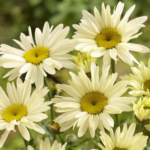 Leucanthemum banana - leucanthemum, ‘banana