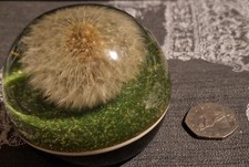 VINTAGE Dandelio ( HAFOD