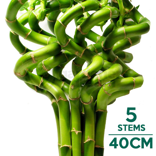 40cm lucky bamboo 5 spiral - bamboo,