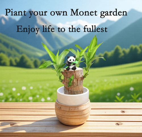 Brazilian wood plant bamboo - brazilian,