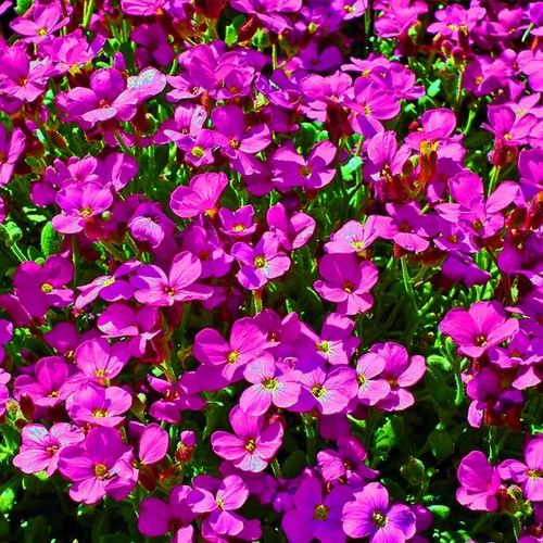 Arabis spring charm - 6,