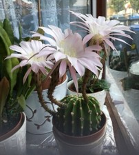 Cactus echinopsis very - cactus,