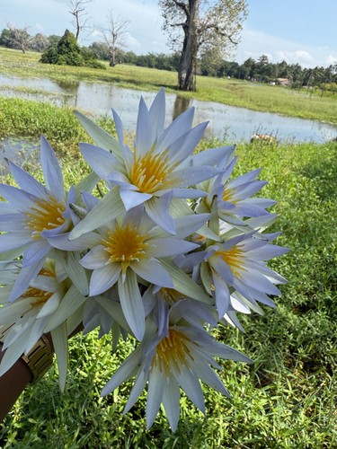 Egyptian blue lotus - blue, nymphaea