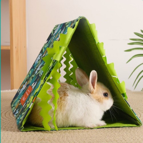 Guinea pig hiding house summer - pig,