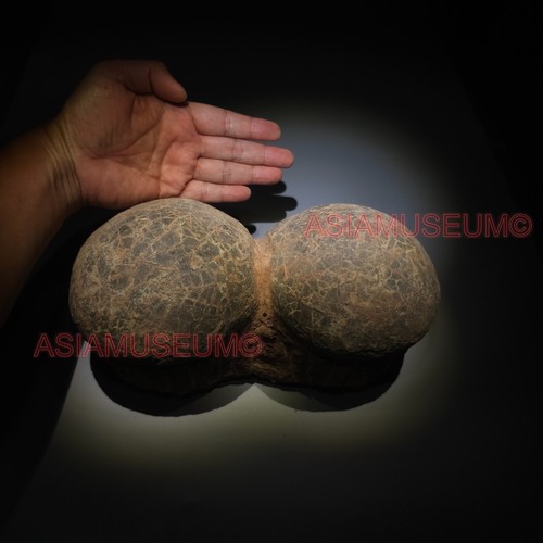 Pair dinosaur egg nest - pair,