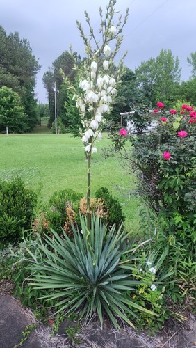 Adams needle yucca - adams,