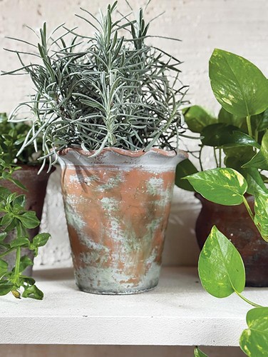 Long tom pie crust plant - pie,