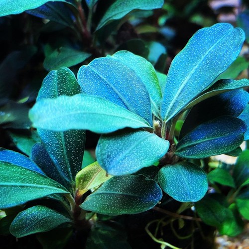 Bucephalandra theia green - theia,