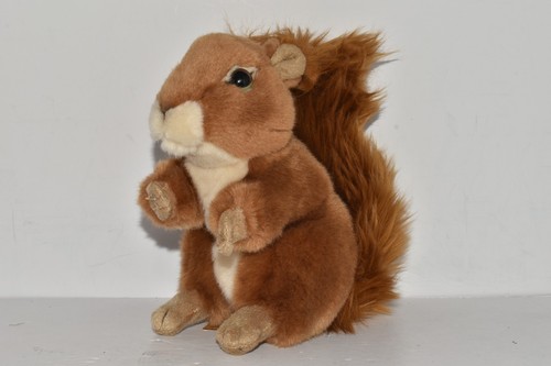 Living nature red squirrel - nature,