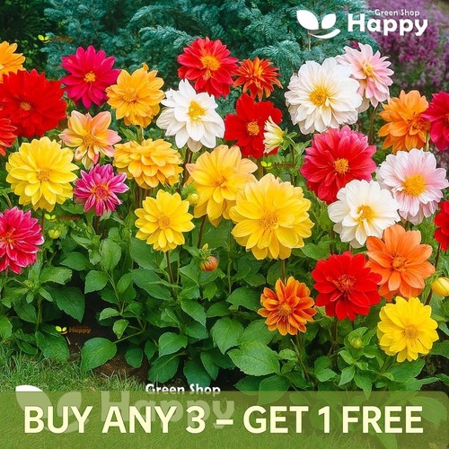 Dahlia variabilis dwarf unwins - variabilis,