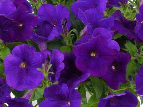 Petunia trailing hanging - petunia,
