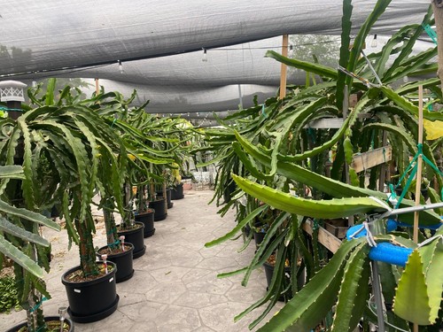 Dragon fruit cuttings - fruit,