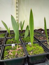 Parajubaea Cocoides - 9 cm Pot