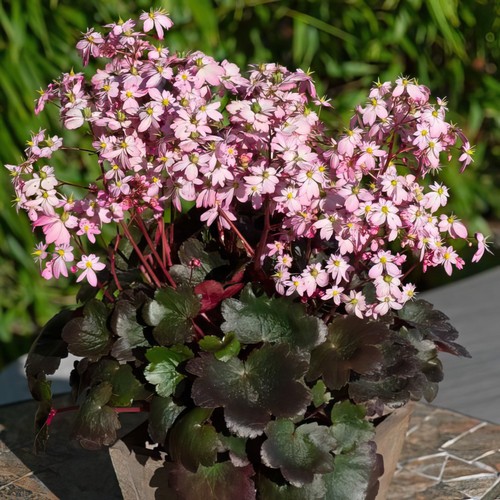 Saxifrage dancing pixies tilda - dancing,