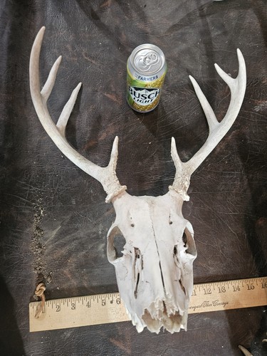 Wild point whitetail deer - wild,