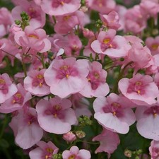 Diascia 'Diamond 'Light Pink'