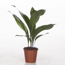 Aspidistra elatior - Cast Iron